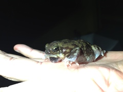 Uperodon systoma
