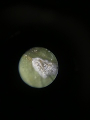 Aceria gersoni
