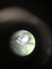 Aceria gersoni