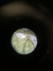 Aceria gersoni