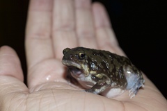 Uperodon systoma