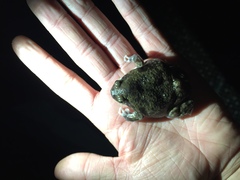 Uperodon systoma