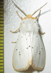 Eyralpenus subluteus
