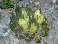 Ariocarpus trigonus