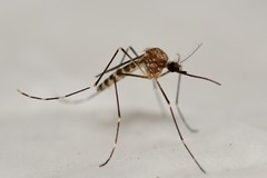 Aedes epactius