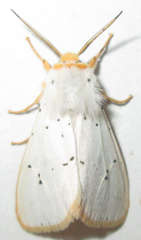 Eyralpenus subluteus