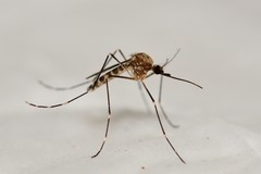 Aedes epactius
