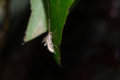Strepsinoma croesusalis