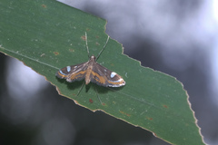 Strepsinoma croesusalis