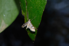 Strepsinoma croesusalis
