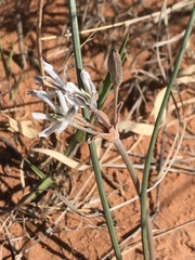 Androstephium breviflorum