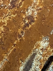 Botryobasidium aureum