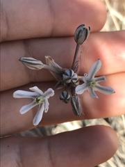Androstephium breviflorum