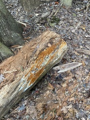 Botryobasidium aureum