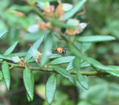 Sapromyza sciomyzina