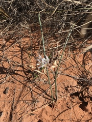 Androstephium breviflorum