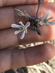 Androstephium breviflorum
