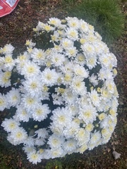 Chrysanthemum