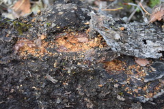 Picoides