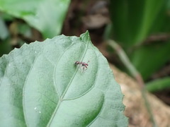 Teleopsis quadriguttata