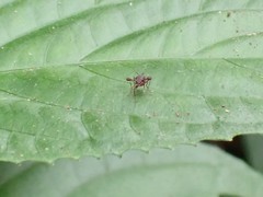 Teleopsis quadriguttata