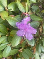 Rhododendron