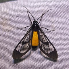 Cosmosoma stibosticta