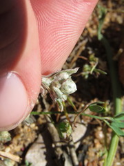 Stylocline gnaphaloides