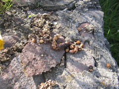 Bassariscus