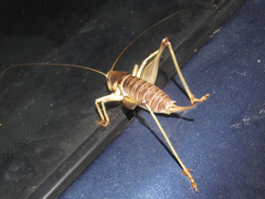 Pediodectes stevensonii