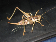 Pediodectes stevensonii