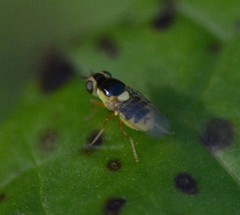 Thaumatomyia grata