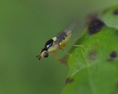 Thaumatomyia grata