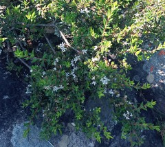 Agathosma foetidissima