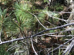 Cronartium ribicola
