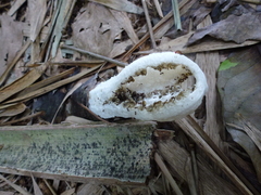 Blumenavia angolensis