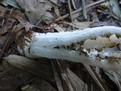 Blumenavia angolensis