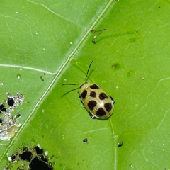 Walterianella propugnaculum