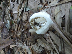 Blumenavia angolensis