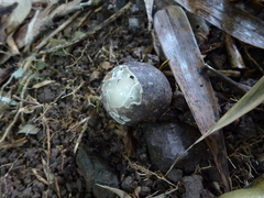 Blumenavia angolensis