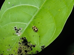 Walterianella propugnaculum