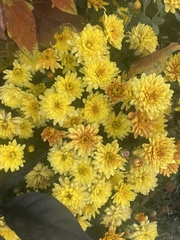 Chrysanthemum