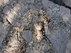 Bassariscus