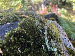 Cladonia ecmocyna