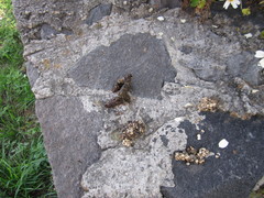 Bassariscus