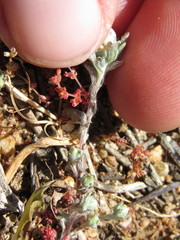 Stylocline gnaphaloides