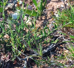 Gorteria piloselloides