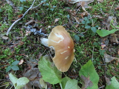 Inocybe mixtilis