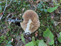 Inocybe mixtilis