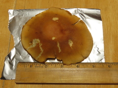 Inocybe mixtilis